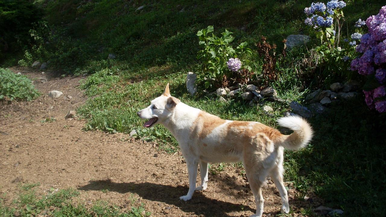 Sparone B&B Valle Orco المظهر الخارجي الصورة